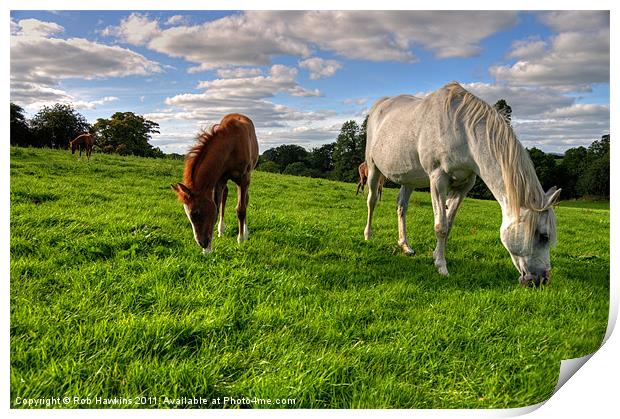 Grazing the Meadow Print by Rob Hawkins