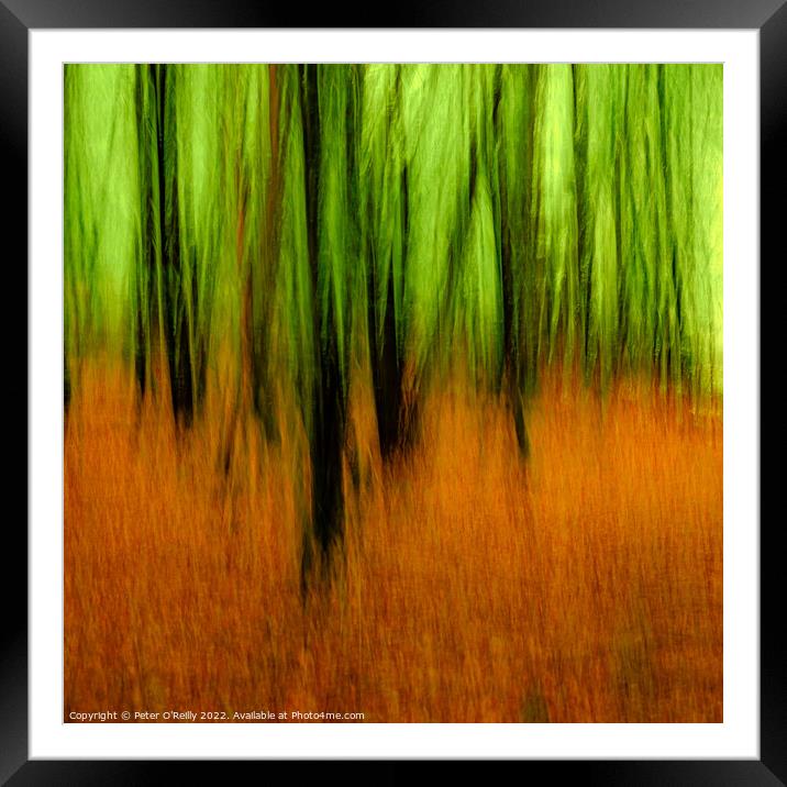 Autumn Forest Framed Mounted Print by Peter O'Reilly