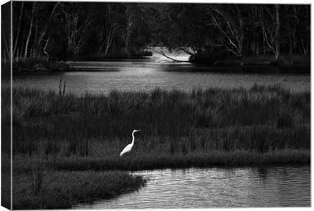 Backwater Canvas Print by Dennis Gay