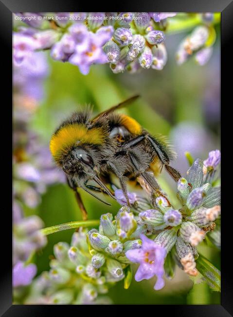 Bee on Lavender Framed Print by Mark Dunn