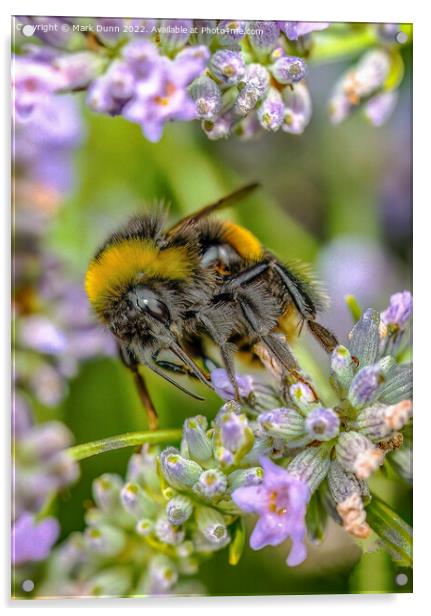 Bee on Lavender Acrylic by Mark Dunn