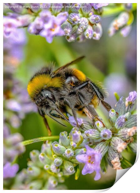 Bee on Lavender Print by Mark Dunn