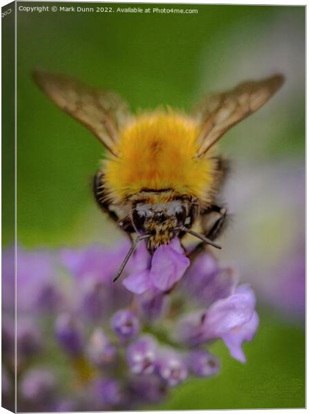Bee on lavender Canvas Print by Mark Dunn
