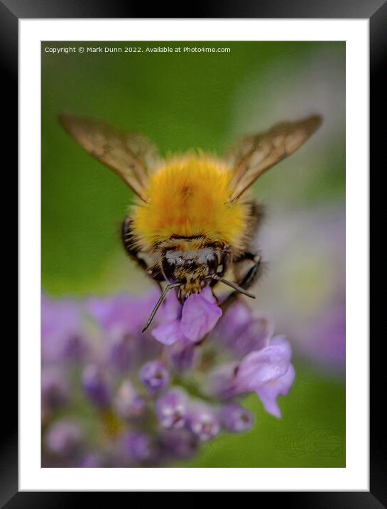 Bee on lavender Framed Mounted Print by Mark Dunn