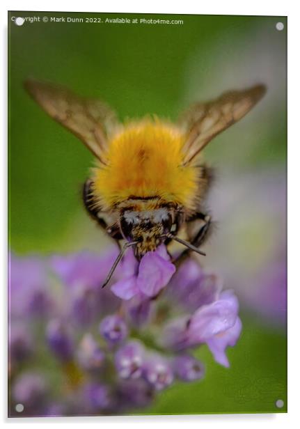 Bee on lavender Acrylic by Mark Dunn