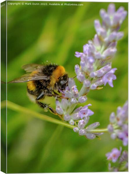 Bee on lavender Canvas Print by Mark Dunn