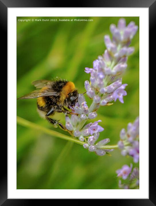 Bee on lavender Framed Mounted Print by Mark Dunn