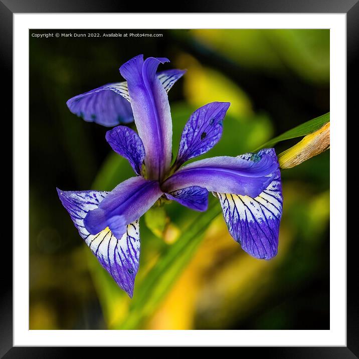 Iris Flower Framed Mounted Print by Mark Dunn