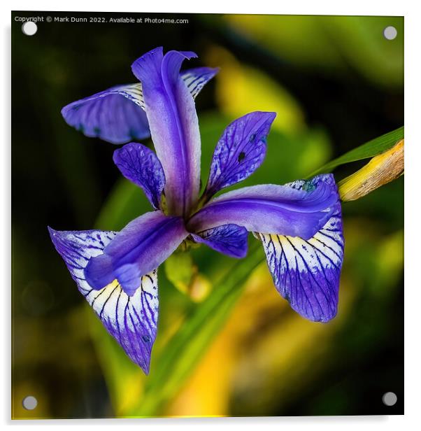 Iris Flower Acrylic by Mark Dunn