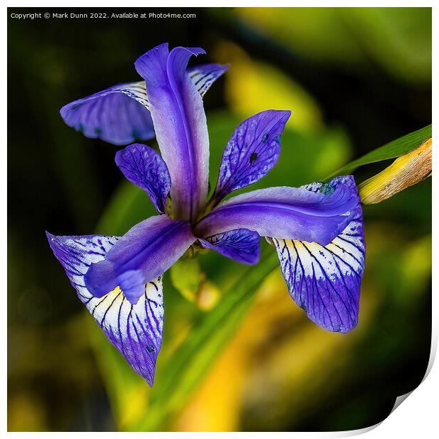 Iris Flower Print by Mark Dunn