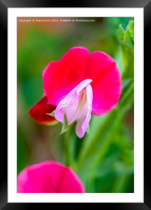 Sweat Pea flower Framed Mounted Print by Mark Dunn