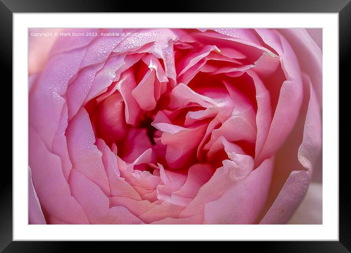 Pink Rose flower close up Framed Mounted Print by Mark Dunn