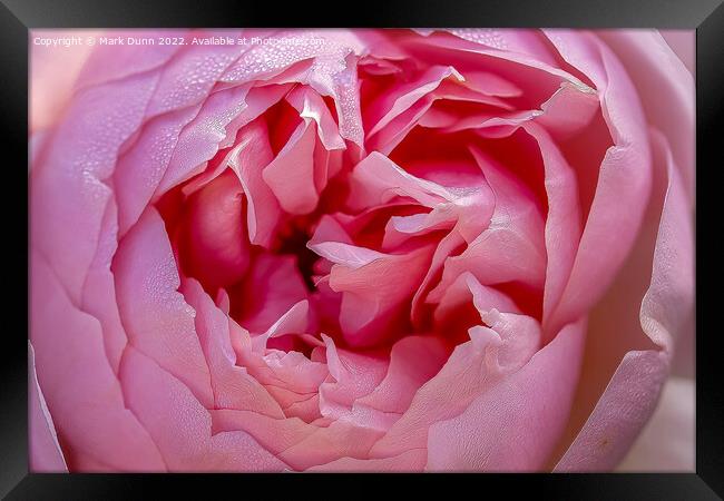Pink Rose flower close up Framed Print by Mark Dunn