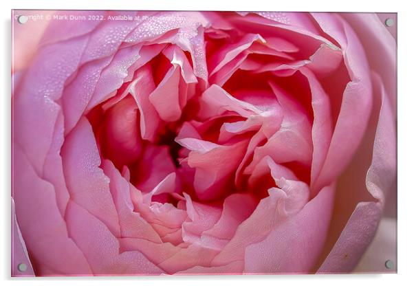 Pink Rose flower close up Acrylic by Mark Dunn