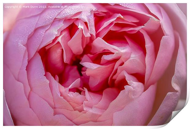 Pink Rose flower close up Print by Mark Dunn