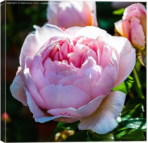 Pink Rose flower  Canvas Print by Mark Dunn