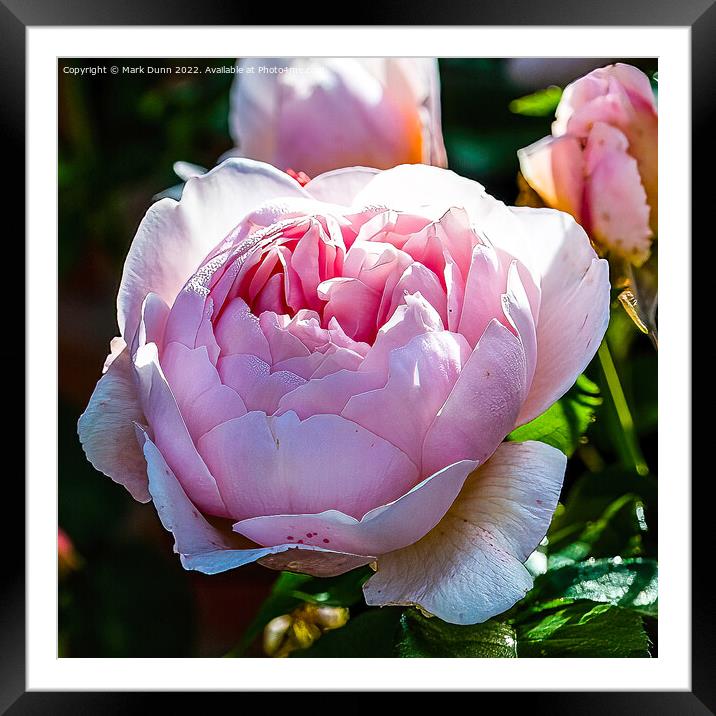 Pink Rose flower  Framed Mounted Print by Mark Dunn