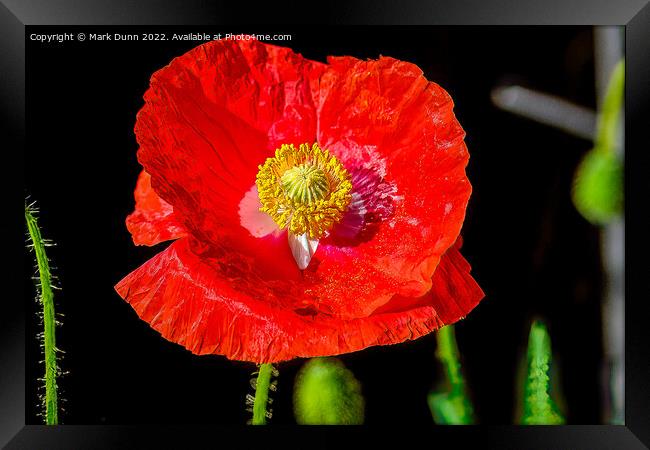 red poppy flower Framed Print by Mark Dunn