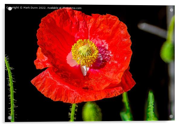 red poppy flower Acrylic by Mark Dunn