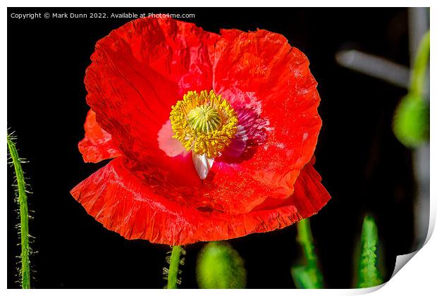 red poppy flower Print by Mark Dunn