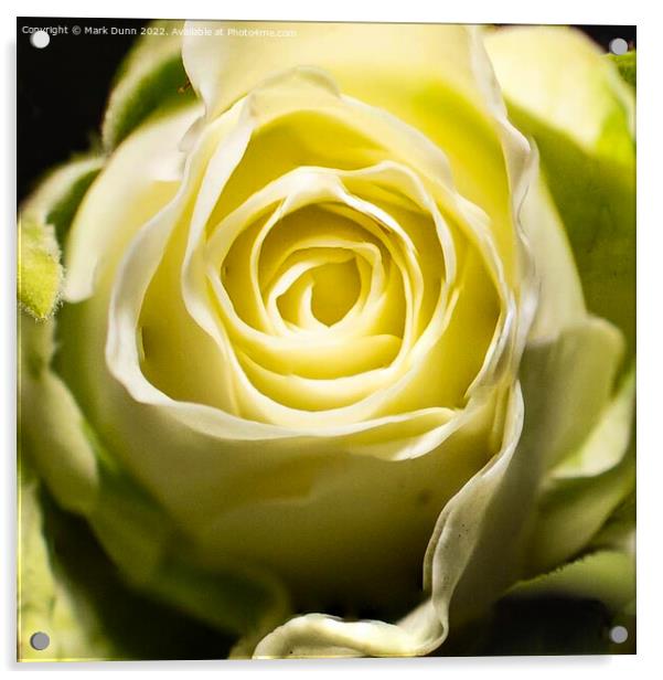 Cream Rose Flower close up Acrylic by Mark Dunn
