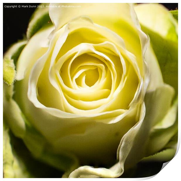 Cream Rose Flower close up Print by Mark Dunn
