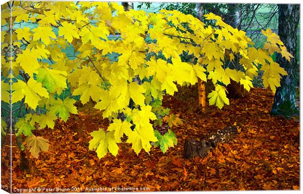 Autumn's Leaves Canvas Print by Peter Blunn