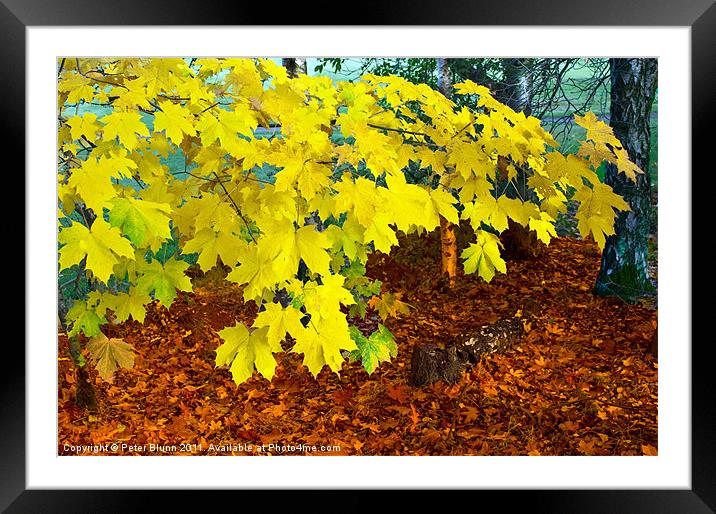 Autumn's Leaves Framed Mounted Print by Peter Blunn