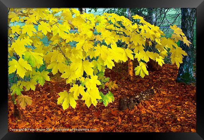 Autumn's Leaves Framed Print by Peter Blunn