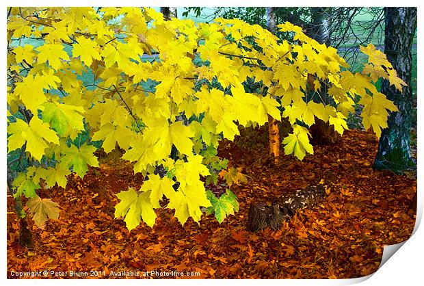 Autumn's Leaves Print by Peter Blunn