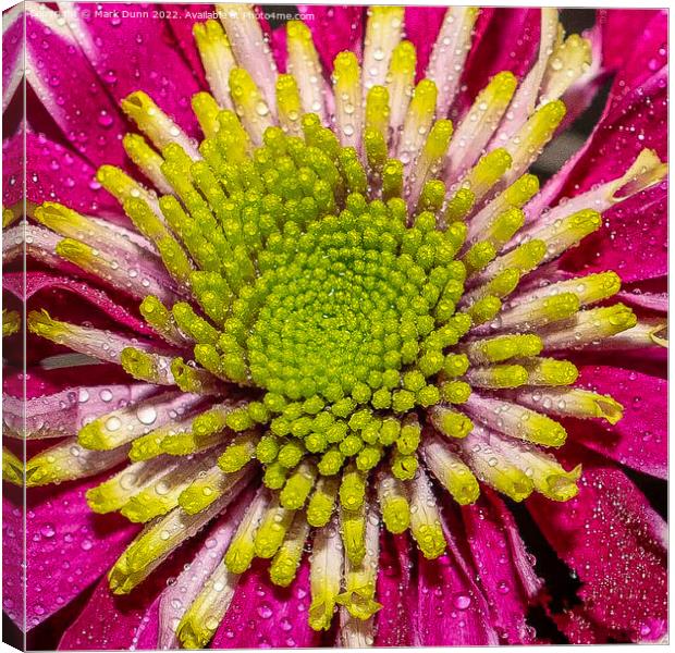 pink flower with water drops Canvas Print by Mark Dunn