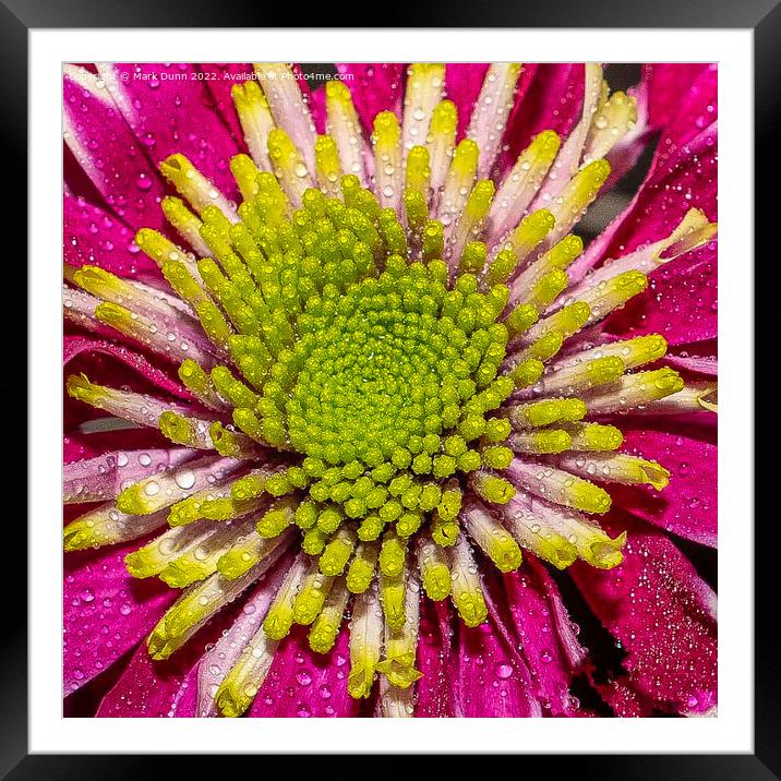 pink flower with water drops Framed Mounted Print by Mark Dunn