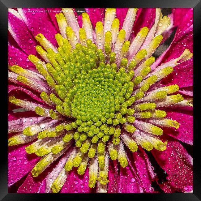 pink flower with water drops Framed Print by Mark Dunn