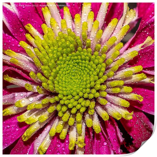 pink flower with water drops Print by Mark Dunn