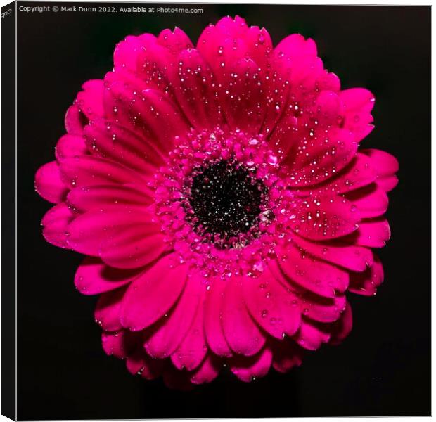 pink flower with water drops Canvas Print by Mark Dunn