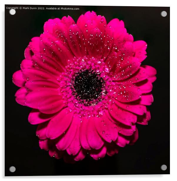 pink flower with water drops Acrylic by Mark Dunn