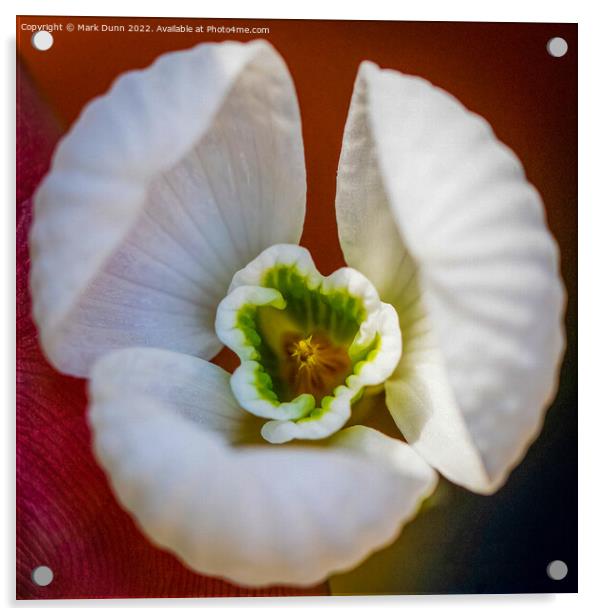 crocus flower close up  Acrylic by Mark Dunn