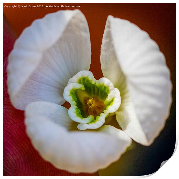 crocus flower close up  Print by Mark Dunn