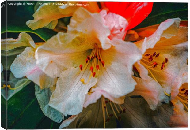 rhododendron flower Canvas Print by Mark Dunn