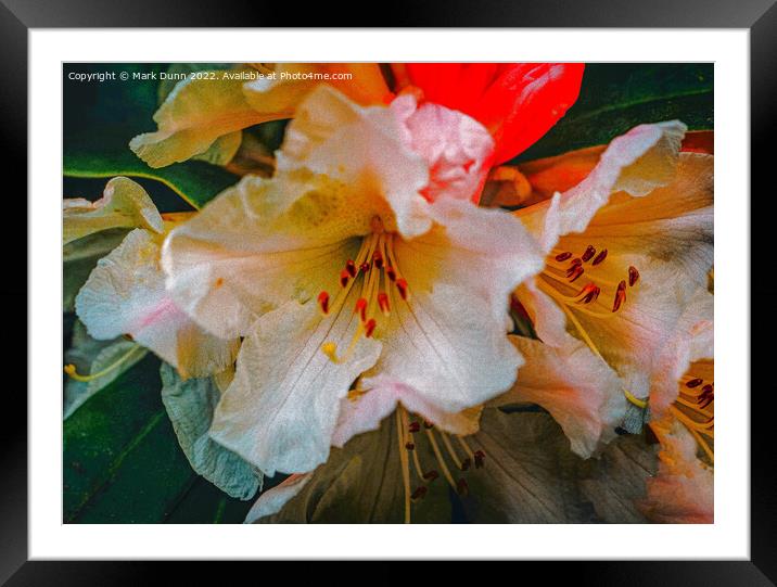 rhododendron flower Framed Mounted Print by Mark Dunn