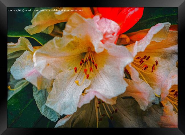 rhododendron flower Framed Print by Mark Dunn