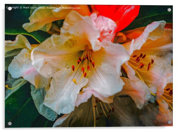 rhododendron flower Acrylic by Mark Dunn