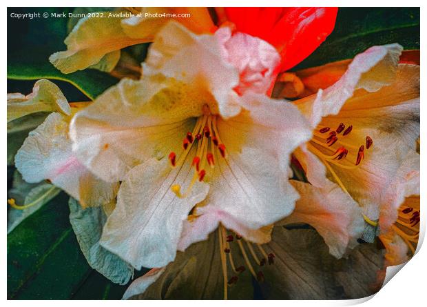 rhododendron flower Print by Mark Dunn