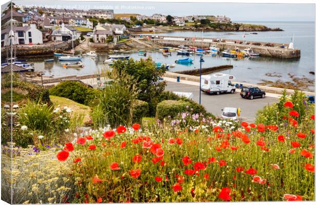 Red Poppies at Cemaes Harbour Canvas Print by Pearl Bucknall
