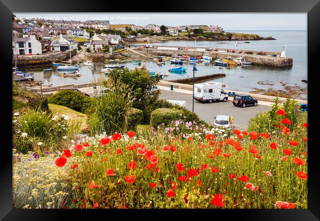 Red Poppies at Cemaes Harbour Framed Print by Pearl Bucknall