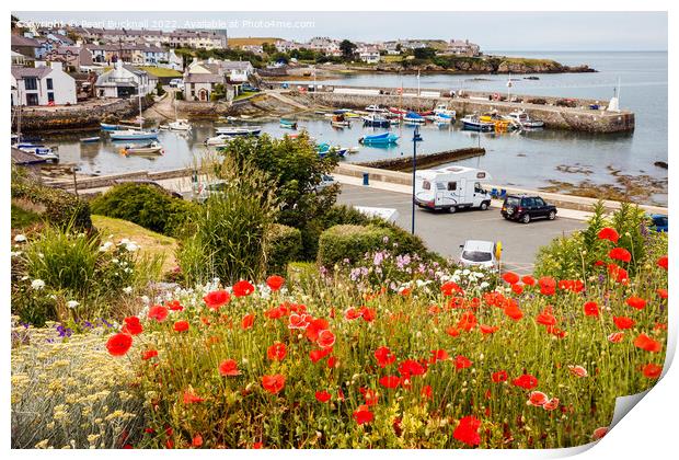 Red Poppies at Cemaes Harbour Print by Pearl Bucknall