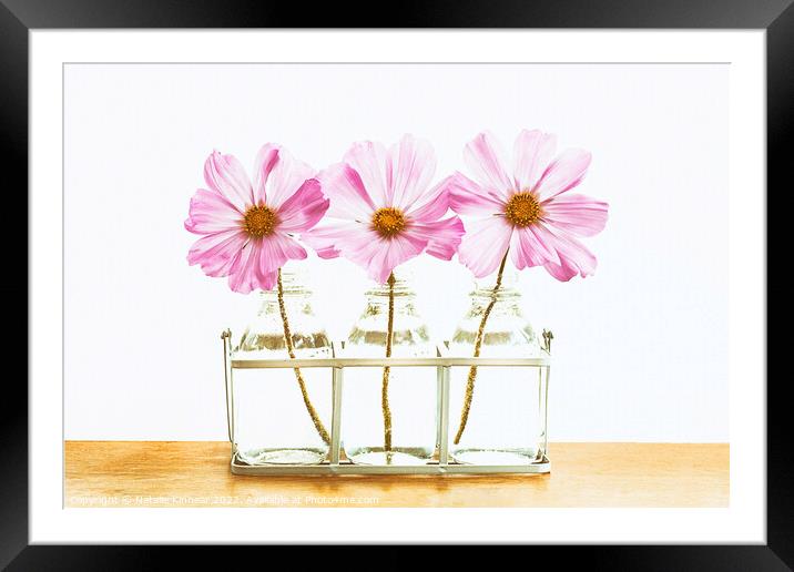 Pink Cosmos Flowers Trio Framed Mounted Print by Natalie Kinnear