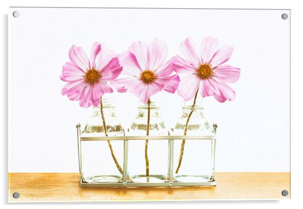 Pink Cosmos Flowers Trio Acrylic by Natalie Kinnear