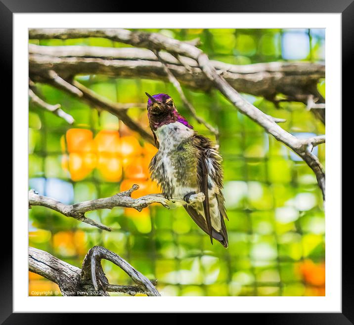 Anna's Hummingbird Male Desert Museum Tucson Arizona Framed Mounted Print by William Perry