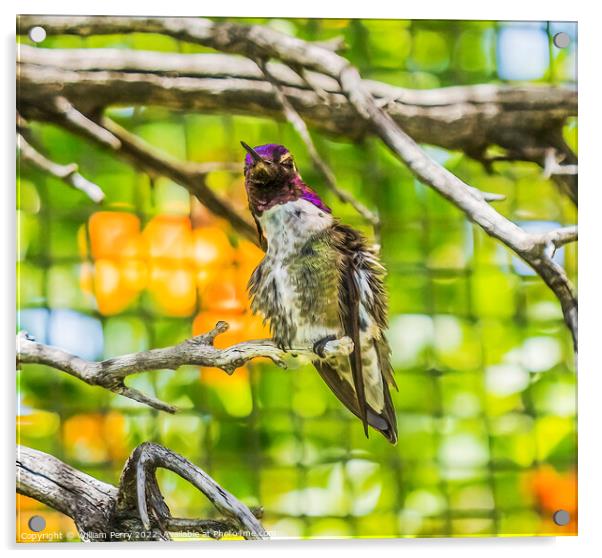 Anna's Hummingbird Male Desert Museum Tucson Arizona Acrylic by William Perry